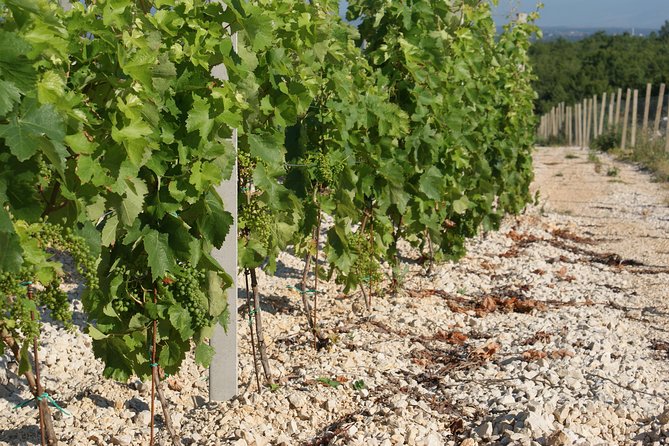 Wine Tour & Tasting (Herzegovina) - First tasting: Zilavka, Blatina, and traditional meza