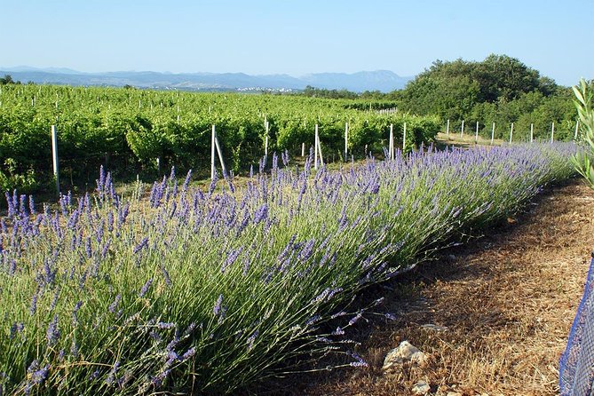 Wine Tour & Tasting (Herzegovina) - Who will enjoy this wine tour most